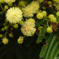Acacia mearnsii De Wild.